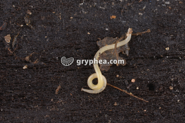 Enchytréide - gryphea.com